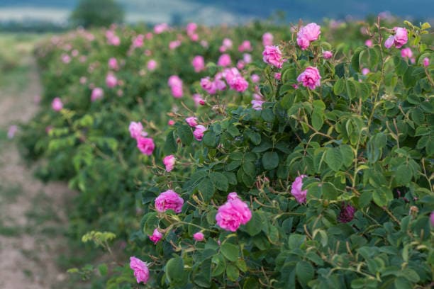 گل محمدی اصل کاشان با عطر ماندگار و لطافت بی‌پایان